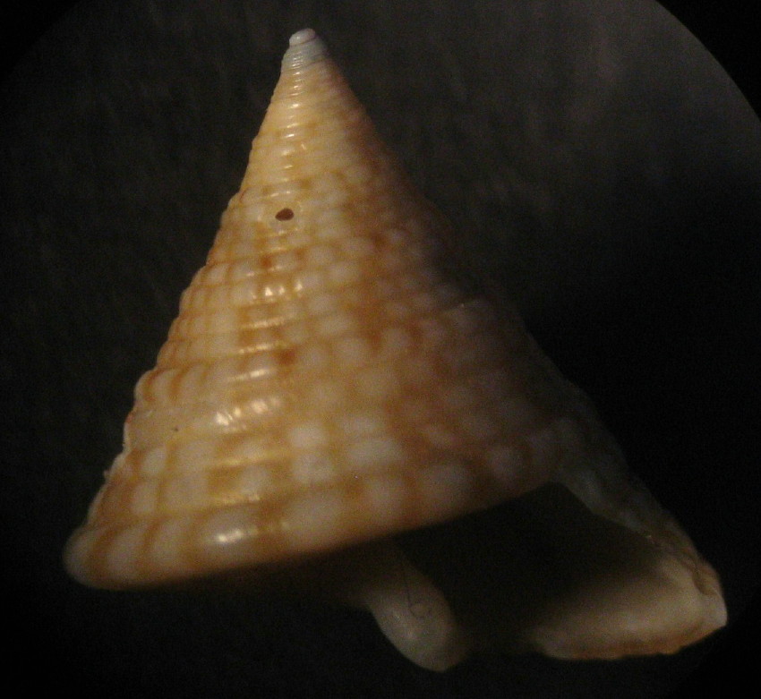 Calliostoma dubium